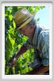 tenuta_di_arceno436