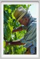 tenuta_di_arceno437