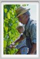 tenuta_di_arceno438