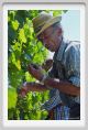 tenuta_di_arceno441