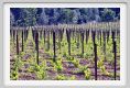 tenuta_di_arceno357