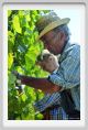 tenuta_di_arceno443