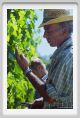 tenuta_di_arceno445