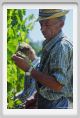 tenuta_di_arceno446