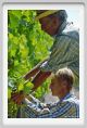 tenuta_di_arceno451