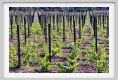 tenuta_di_arceno358
