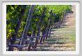 tenuta_di_arceno457