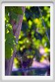 tenuta_di_arceno458
