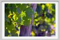 tenuta_di_arceno459