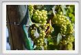 tenuta_di_arceno460