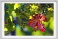 tenuta_di_arceno461