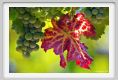 tenuta_di_arceno462