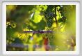 tenuta_di_arceno463