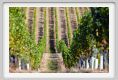 tenuta_di_arceno464