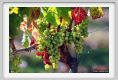 tenuta_di_arceno465