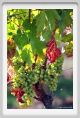 tenuta_di_arceno466