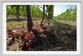 tenuta_di_arceno360