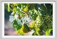 tenuta_di_arceno467