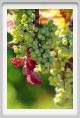 tenuta_di_arceno468