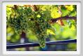 tenuta_di_arceno469