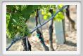 tenuta_di_arceno470