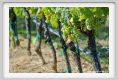tenuta_di_arceno471