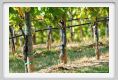 tenuta_di_arceno472