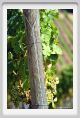 tenuta_di_arceno473