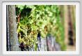 tenuta_di_arceno474
