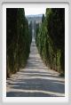 tenuta_di_arceno475