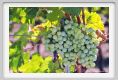 tenuta_di_arceno476