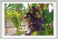 tenuta_di_arceno361