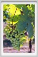 tenuta_di_arceno477