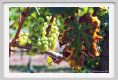 tenuta_di_arceno478
