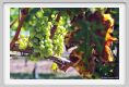 tenuta_di_arceno479