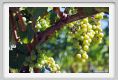tenuta_di_arceno480