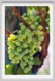 tenuta_di_arceno481