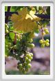 tenuta_di_arceno482