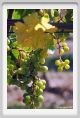 tenuta_di_arceno483