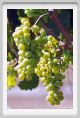 tenuta_di_arceno484