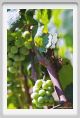 tenuta_di_arceno485