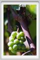 tenuta_di_arceno486