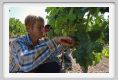 tenuta_di_arceno367
