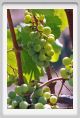 tenuta_di_arceno489