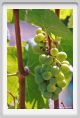 tenuta_di_arceno490