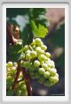 tenuta_di_arceno491