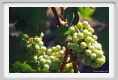 tenuta_di_arceno492