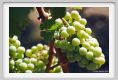 tenuta_di_arceno493