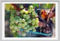 tenuta_di_arceno494