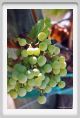 tenuta_di_arceno495